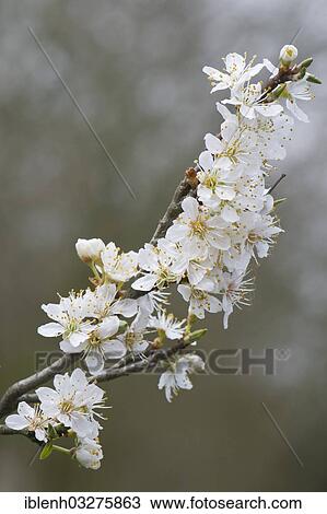 "Cherry Plum (Prunus cerasifera), Haren, Emsland, Lower Saxony, Germany, Europe" View Large Photo Image Stock Image - "Cherry Plum (Prunus cerasifera), Haren, Emsland, Lower Saxony, Germany, Europe". Fotosearch