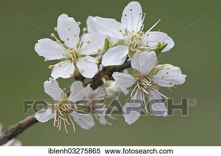 "Cherry Plum (Prunus cerasifera), Haren, Emsland, Lower Saxony, Germany, Europe" View Large Photo Image Stock Photography - "Cherry Plum (Prunus cerasifera), Haren, Emsland, Lower Saxony, Germany, Europe". Fotosearch