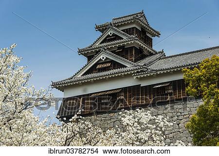 Picture - "Cherry trees at Kumamoto Castle, Kumamoto, Kumamoto Prefecture, Japan, Asia". Fotosearch