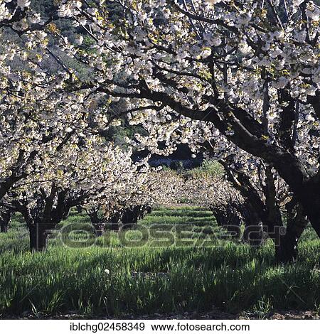 Stock Photo - "Cherry trees in blossom, Drome Provencale, Provence-Alpes-Cote d'Azur, France, Europe". Fotosearch