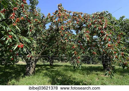 Stock Photo - "Cherry trees, Limagne, Auvergne, France, Europe". Fotosearch