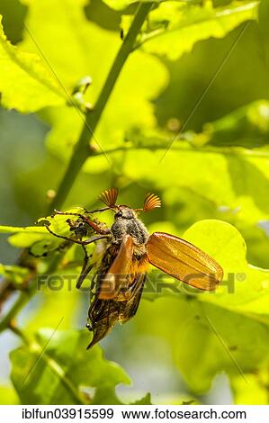 "Chestnut Cockchafer (Melolontha hippocastani), taking off, Burgenland, Austria, Europe" View Large Photo Image Stock Photo - "Chestnut Cockchafer (Melolontha hippocastani), taking off, Burgenland, Austria, Europe". Fotosearch