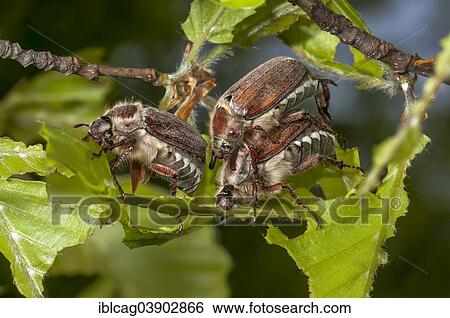 Stock Photograph - "Chestnut Cockchafers, Cockchafers or May Bugs (Melolontha hippocastani), Hesse, Germany, Europe". Fotosearch