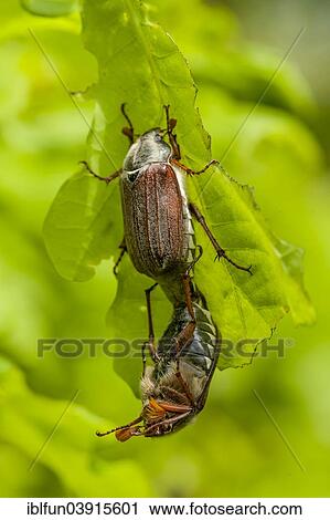 "Chestnut Cockchafers (Melolontha hippocastani), mating, Burgenland, Austria, Europe" View Large Photo Image Stock Image - "Chestnut Cockchafers (Melolontha hippocastani), mating, Burgenland, Austria, Europe". Fotosearch