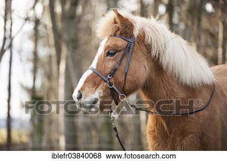 "Chestnut Icelandic Horse, mare, with blaze, Austria, Europe" View Large Photo Image Stock Photo - "Chestnut Icelandic Horse, mare, with blaze, Austria, Europe". Fotosearch