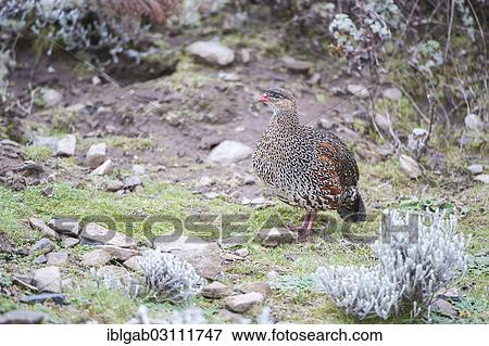 "Chestnut-naped Francolin (Francolinus castaneicollis), Bale Mountains National Park, Bale Zone, Oromia Region, Ethiopia, Africa" View Large Photo Image Stock Photo - "Chestnut-naped Francolin (Francolinus castaneicollis), Bale Mountains National Park, Bale Zone, Oromia Region, Ethiopia, Africa". Fotosearch