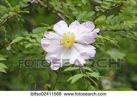 Chestnut Rose (Rosa roxburghii), ornamental plant, native to China and Japan, Botanical Garden, Thuringia, Germany, Europe View Large Photo Image Stock Photo - Chestnut Rose (Rosa roxburghii), ornamental plant, native to China and Japan, Botanical Garden, Thuringia, Germany, Europe. Fotosearch