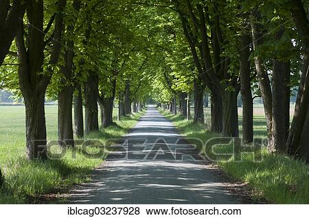 Stock Photo - "Chestnut tree avenue in spring, Monchbruch Nature Reserve, Morfelden, Hesse, Germany, Europe". Fotosearch