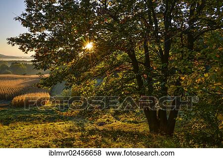 "Chestnut tree in autumn with sunrays, Eastern Styrian hill country, Austria, Europe" View Large Photo Image Stock Photo - "Chestnut tree in autumn with sunrays, Eastern Styrian hill country, Austria, Europe". Fotosearch