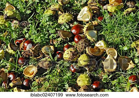"Chestnuts, Horse-chestnut (Aesculus hippocastanum), Bavaria, Germany, Europe" View Large Photo Image Stock Photo - "Chestnuts, Horse-chestnut (Aesculus hippocastanum), Bavaria, Germany, Europe". Fotosearch