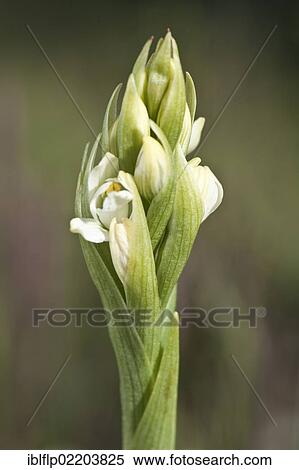 Stock Photography - "Chica Orchid (Chloraea chica), close-up of flowerspike, Torres del Paine National Park, Southern Patagonia, Chile, South America". Fotosearch