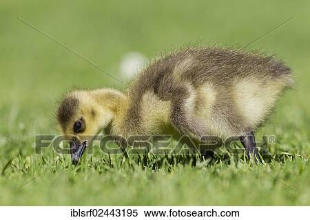 "Chick of a Greylag Goose (Anser anser), Hesse, Germany, Europe" View Large Photo Image Stock Photography - "Chick of a Greylag Goose (Anser anser), Hesse, Germany, Europe". Fotosearch