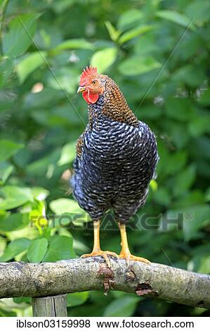"Chicken (Gallus gallus domesticus), rooster perched on a tree, Hanau, Hesse, Germany, Europe" View Large Photo Image Stock Photo - "Chicken (Gallus gallus domesticus), rooster perched on a tree, Hanau, Hesse, Germany, Europe". Fotosearch
