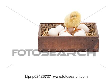 Chicken on eggs in wood box View Large Photo Image Stock Photo - Chicken on eggs in wood box. Fotosearch