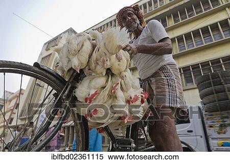 "Chicken roped together, transported on bycicle, at the chicken market in Kolkata, India, Asia" View Large Photo Image Stock Photography - "Chicken roped together, transported on bycicle, at the chicken market in Kolkata, India, Asia". Fotosearch