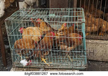 Stock Photo - "Chickens crammed into a metal cage at a market, Suzhou, China, Asia". Fotosearch