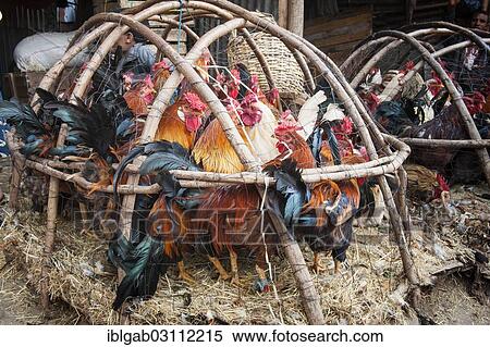 Stock Photography - "Chickens in a basket, market street scene, Mercato of Addis Ababa, Addis Ababa, Oromia Region, Ethiopia, Africa". Fotosearch