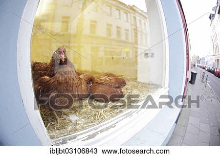 "Chickens in a shop display window, Ehrenfeld, Cologne, Rhineland, North Rhine-Westphalia, Germany, Europe" View Large Photo Image Stock Image - "Chickens in a shop display window, Ehrenfeld, Cologne, Rhineland, North Rhine-Westphalia, Germany, Europe". Fotosearch