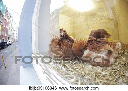 "Chickens in a shop display window, Ehrenfeld, Cologne, Rhineland, North Rhine-Westphalia, Germany, Europe" View Large Photo Image Stock Photograph - "Chickens in a shop display window, Ehrenfeld, Cologne, Rhineland, North Rhine-Westphalia, Germany, Europe". Fotosearch