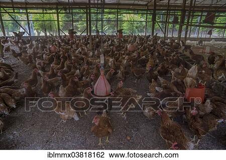 "Chickens on a poultry farm, Denis Island, Seychelles, Africa" View Large Photo Image Stock Image - "Chickens on a poultry farm, Denis Island, Seychelles, Africa". Fotosearch