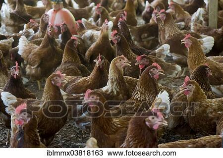 "Chickens on a poultry farm, Denis Island, Seychelles, Africa" View Large Photo Image Stock Image - "Chickens on a poultry farm, Denis Island, Seychelles, Africa". Fotosearch