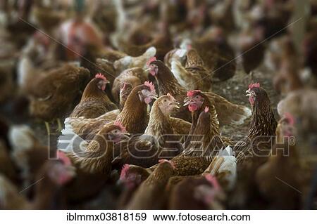 "Chickens on a poultry farm, Denis Island, Seychelles, Africa" View Large Photo Image Stock Photo - "Chickens on a poultry farm, Denis Island, Seychelles, Africa". Fotosearch