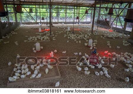 Stock Image - "Chicks on a poultry farm, Denis Island, Seychelles, Africa". Fotosearch