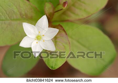 Picture - "Chickweed Wintergreen or Arctic Starflower (Trientalis europaea), flower, North Rhine-Westphalia, Germany, Europe". Fotosearch