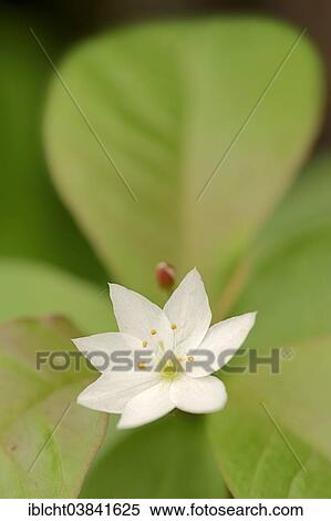 "Chickweed Wintergreen or Arctic Starflower (Trientalis europaea), flower, North Rhine-Westphalia, Germany, Europe" View Large Photo Image Stock Photography - "Chickweed Wintergreen or Arctic Starflower (Trientalis europaea), flower, North Rhine-Westphalia, Germany, Europe". Fotosearch