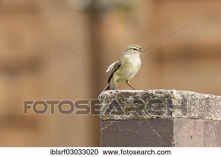 "Chiffchaff (Phylloscopus collybita), Fuldabruck, Fuldabruck, Hesse, Germany, Europe" View Large Photo Image Stock Image - "Chiffchaff (Phylloscopus collybita), Fuldabruck, Fuldabruck, Hesse, Germany, Europe". Fotosearch