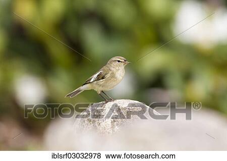 "Chiffchaff (Phylloscopus collybita), Fuldabruck, Fuldabruck, Hesse, Germany, Europe" View Large Photo Image Stock Photo - "Chiffchaff (Phylloscopus collybita), Fuldabruck, Fuldabruck, Hesse, Germany, Europe". Fotosearch