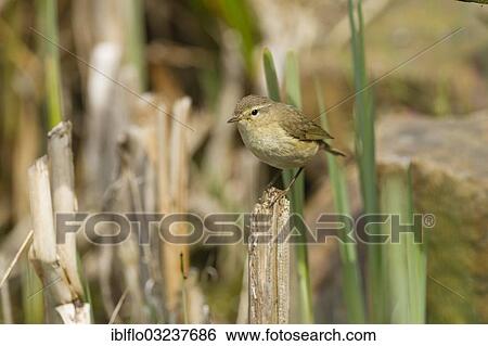 "Chiffchaff (Phylloscopus collybita), Offheim, Landkreis Limburg-Weilburg, Hessen, Germany, Europe" View Large Photo Image Stock Photograph - "Chiffchaff (Phylloscopus collybita), Offheim, Landkreis Limburg-Weilburg, Hessen, Germany, Europe". Fotosearch