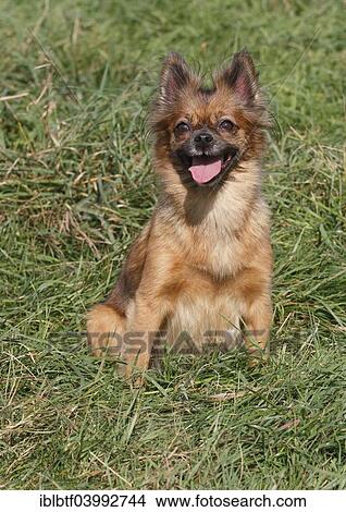 Picture - "Chihuahua-Pomeranian mixed breed, female, 5 years, sitting on the grass and panting, North Rhine-Westphalia, Germany, Europe". Fotosearch