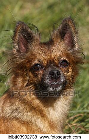"Chihuahua-Pomeranian mixed breed, female, 5 years, North Rhine-Westphalia, Germany, Europe" View Large Photo Image Stock Photo - "Chihuahua-Pomeranian mixed breed, female, 5 years, North Rhine-Westphalia, Germany, Europe". Fotosearch