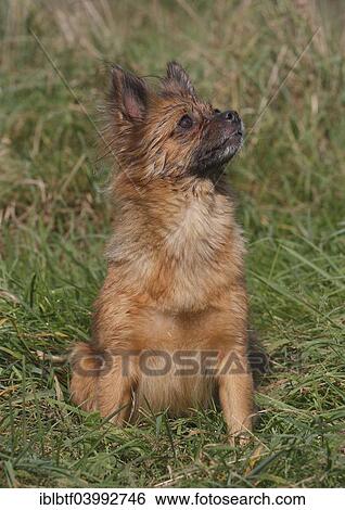 Stock Photograph - "Chihuahua-Pomeranian mixed breed, female, 5 years, North Rhine-Westphalia, Germany, Europe". Fotosearch
