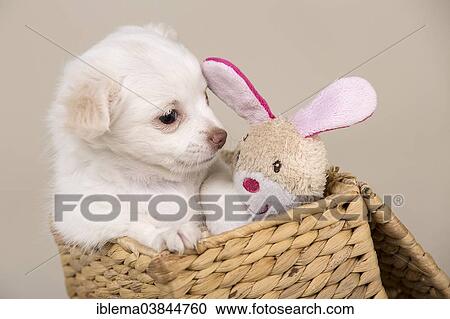 "Chihuahua puppy, 8 weeks, white, sitting in a basket with a plush toy" View Large Photo Image Stock Image - "Chihuahua puppy, 8 weeks, white, sitting in a basket with a plush toy". Fotosearch