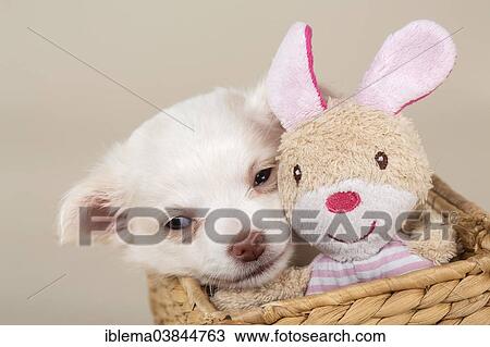 "Chihuahua puppy, 8 weeks, white, sitting in a basket with a plush toy" View Large Photo Image Stock Image - "Chihuahua puppy, 8 weeks, white, sitting in a basket with a plush toy". Fotosearch