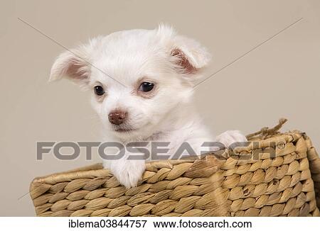 "Chihuahua puppy, 8 weeks, white, sitting in a basket" View Large Photo Image Stock Photo - "Chihuahua puppy, 8 weeks, white, sitting in a basket". Fotosearch