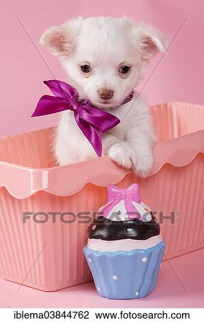 "Chihuahua puppy, 8 weeks, white, with a bow, sitting in a pink box, a muffin in the foreground" View Large Photo Image Stock Image - "Chihuahua puppy, 8 weeks, white, with a bow, sitting in a pink box, a muffin in the foreground". Fotosearch