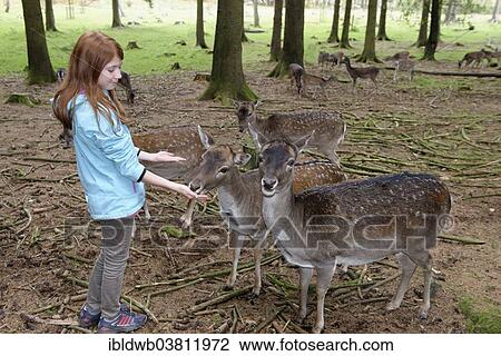 "Child, girl feeding deer, Poing Wildlife Park, Upper Bavaria, Bavaria, Germany, Europe" View Large Photo Image Stock Image - "Child, girl feeding deer, Poing Wildlife Park, Upper Bavaria, Bavaria, Germany, Europe". Fotosearch