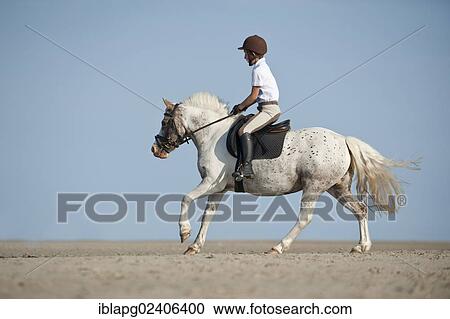 Stock Image - "Child riding a horse on the beach, Sankt Peter-Ording, Schleswig-Holstein, Germany, Europe". Fotosearch