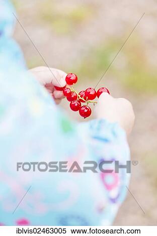 Child watching red currant branch View Large Photo Image Stock Photography - Child watching red currant branch. Fotosearch
