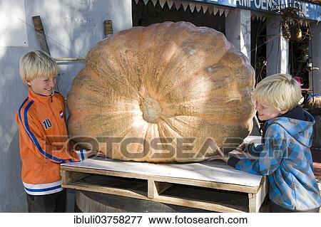 "Children admire a giant pumpkin, Worcester, Western Cape, South Africa, Africa" View Large Photo Image Stock Photo - "Children admire a giant pumpkin, Worcester, Western Cape, South Africa, Africa". Fotosearch