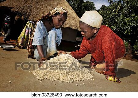 "Children helping to prepare food in the village of Idool, Idool, Adamawa Region, Cameroon, Africa" View Large Photo Image Stock Image - "Children helping to prepare food in the village of Idool, Idool, Adamawa Region, Cameroon, Africa". Fotosearch