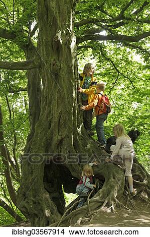 "Children playing on an old tree, Haithabu, Schleswig-Holstein, Germany, Europe" View Large Photo Image Picture - "Children playing on an old tree, Haithabu, Schleswig-Holstein, Germany, Europe". Fotosearch
