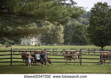 "Children watch Jersey cows grazing at the Billings Farm & Museum, a working farm and museum operated by the nonprofit Woodstock Foundation, Woodstock, Vermont, USA" View Large Photo Image Stock Image - "Children watch Jersey cows grazing at the Billings Farm & Museum, a working farm and museum operated by the nonprofit Woodstock Foundation, Woodstock, Vermont, USA". Fotosearch