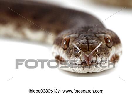 Children's Python (Antaresia childreni) View Large Photo Image Stock Photo - Children's Python (Antaresia childreni). Fotosearch