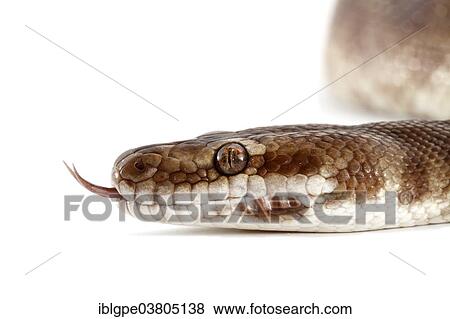 Stock Photo - Children's Python (Antaresia childreni). Fotosearch