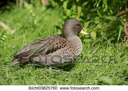 Stock Image - "Chile-teal (Anas flavirostris), native to South America, captive, Germany, Europe". Fotosearch