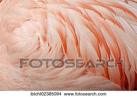 "Chilean Flamingo (Phoenicopterus chilensis), plumage detail, native to South America, in captivity, Germany, Europe" View Large Photo Image Picture - "Chilean Flamingo (Phoenicopterus chilensis), plumage detail, native to South America, in captivity, Germany, Europe". Fotosearch